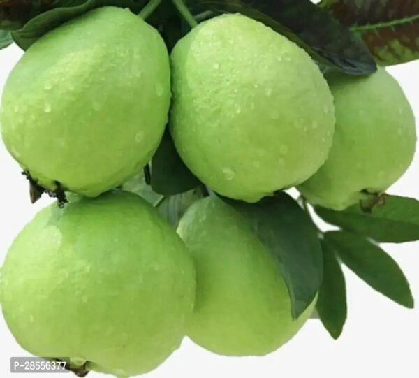 Guava Plant Pack of 1